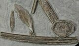Plate Of Ichthyosaur Vertebrae and Ribs - Germany #114184-2